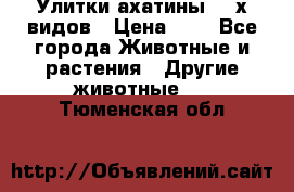 Улитки ахатины  2-х видов › Цена ­ 0 - Все города Животные и растения » Другие животные   . Тюменская обл.